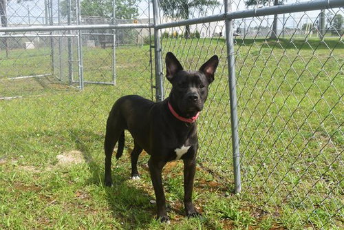 PENNY, an adoptable Labrador Retriever in Panama City, FL