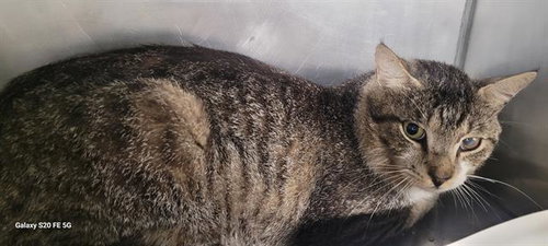 GARY, an adoptable Domestic Short Hair in Panama City, FL