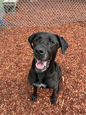 TILLY, an adoptable Great Dane in Panama City, FL