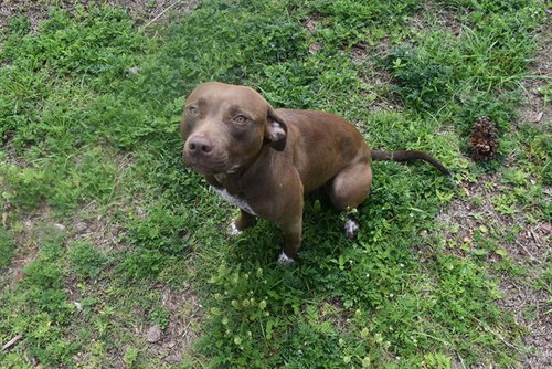 RUTH, an adoptable American Pit Bull Terrier in Panama City, FL