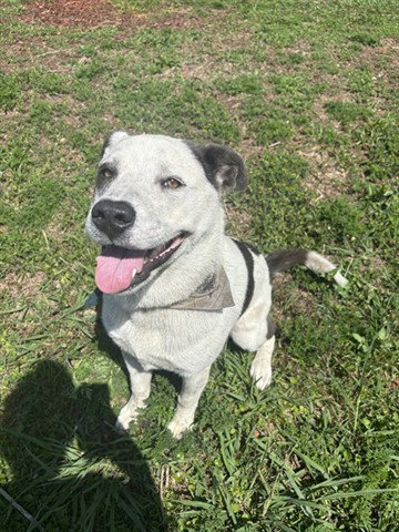 WATKINS, an adoptable Australian Cattle Dog in Panama City, FL