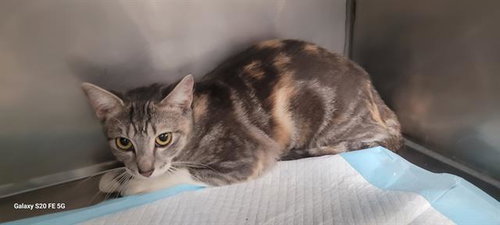 MARLO, an adoptable Domestic Short Hair in Panama City, FL