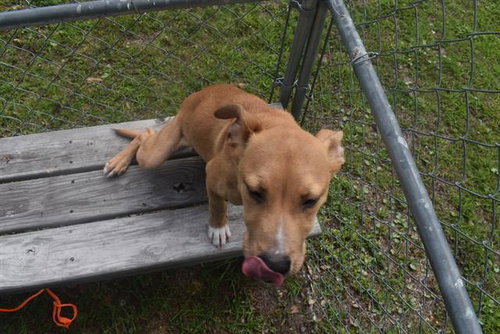 CHICO, an adoptable American Pit Bull Terrier in Panama City, FL