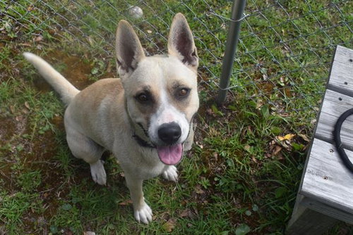 MAIZY, an adoptable Labrador Retriever in Panama City, FL