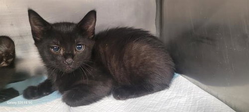 WASABI, an adoptable Domestic Medium Hair in Panama City, FL