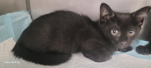 TOFU, an adoptable Domestic Short Hair in Panama City, FL