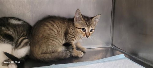 JOHNNY, an adoptable Domestic Short Hair in Panama City, FL