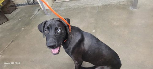 MAVERICK, an adoptable Labrador Retriever in Panama City, FL