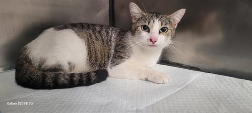 SAGO, an adoptable Domestic Short Hair in Panama City, FL