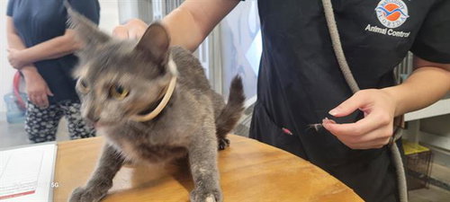 DOLLY, an adoptable Domestic Short Hair in Panama City, FL
