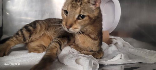 SIMBA