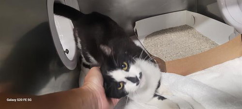 ELVIS