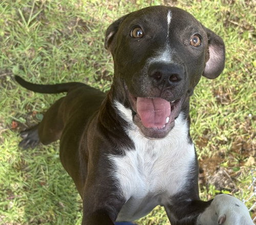 JAYCE, an adoptable American Pit Bull Terrier in Panama City, FL