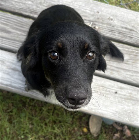 LOLA, an adoptable Australian Shepherd in Panama City, FL