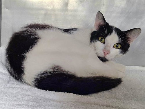 JASPER, an adoptable Domestic Short Hair in Panama City, FL