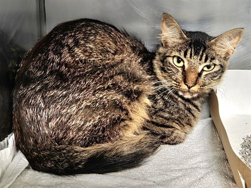 LOUIE, an adoptable Domestic Short Hair in Panama City, FL