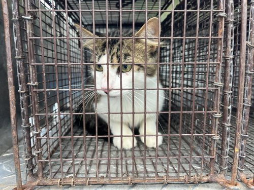SIZZLE, an adoptable Domestic Long Hair in Panama City, FL