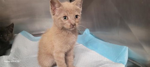 CYBORG, an adoptable Domestic Short Hair in Panama City, FL