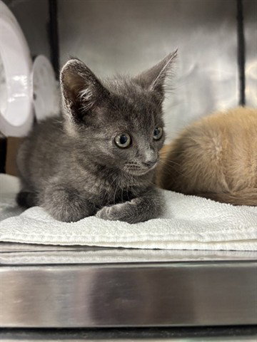 ROBIN, an adoptable Domestic Short Hair in Panama City, FL