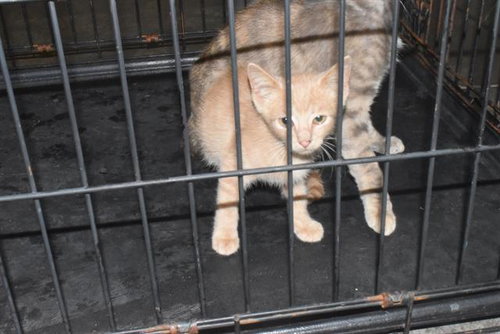 MAGNUS, an adoptable Domestic Short Hair in Panama City, FL