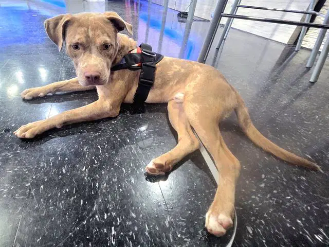 Rocket - Pit Bull Terrier