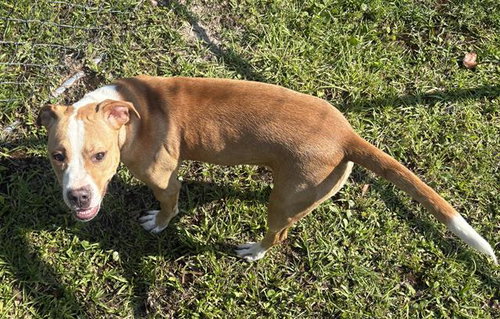 LIBERTY, an adoptable Bull Terrier in Panama City, FL
