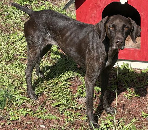 TAYLIN, an adoptable German Shorthaired Pointer in Panama City, FL