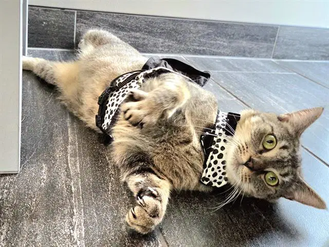 Bbam - Domestic Short Hair