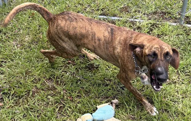 Mason - Hound