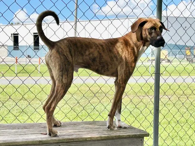 Mason - Hound