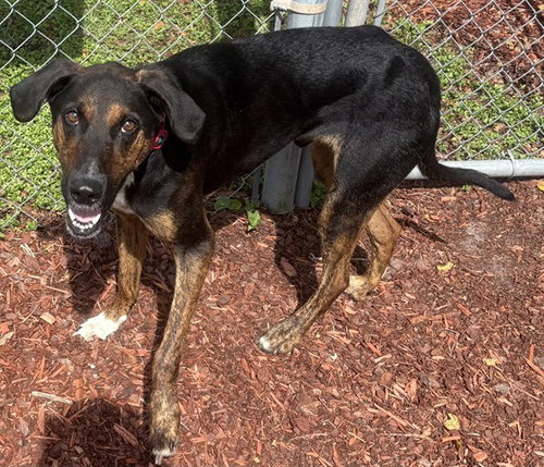 picture of the dog needing adoption