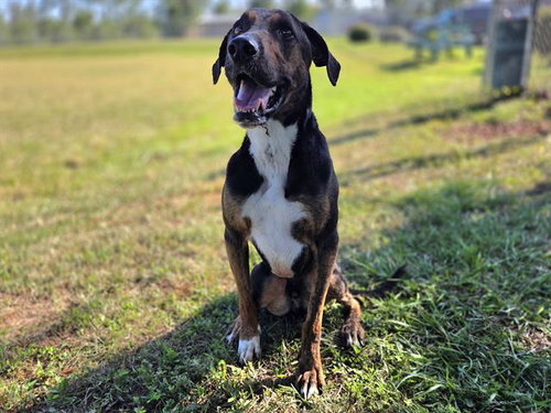 DINGER, a dog for adoption from Bay County Animal Control