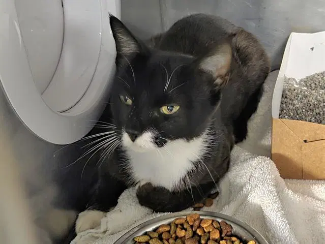 Robin - Domestic Short Hair