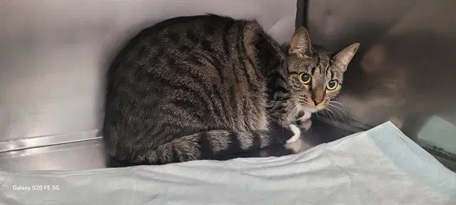 Nova - Domestic Short Hair