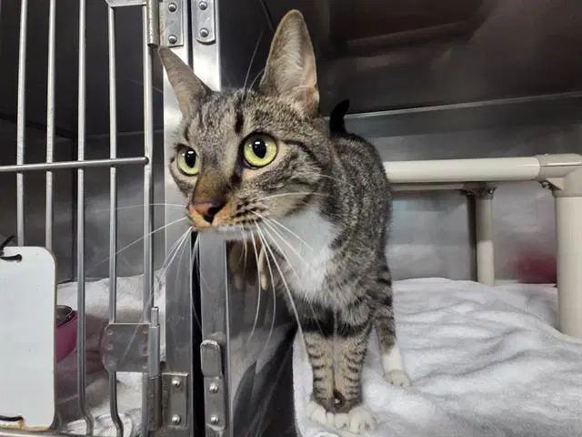 Nova - Domestic Short Hair