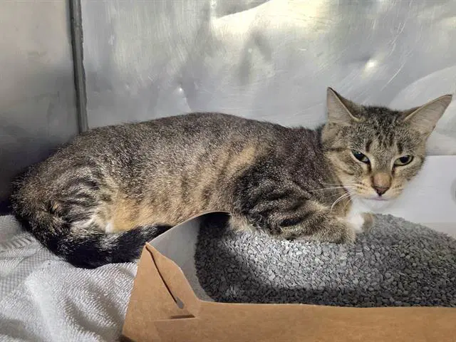 Thalia - Domestic Short Hair