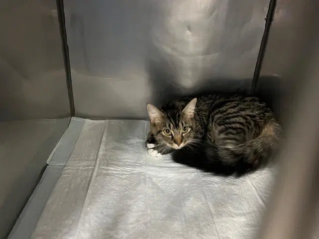 Annabeth - Domestic Medium Hair
