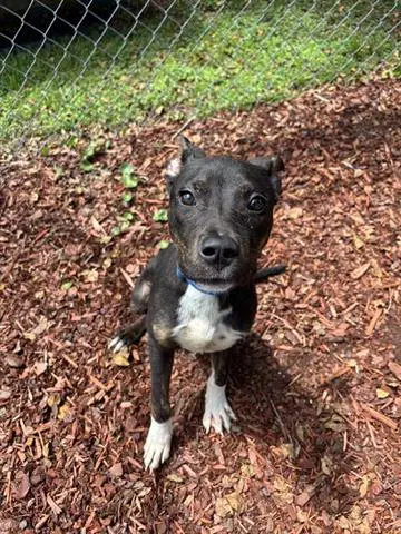Carver - American Pit Bull Terrier