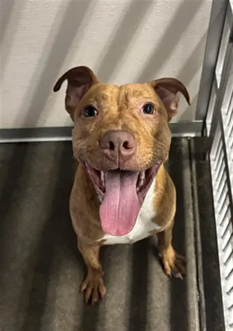 Rudy - Pit Bull Terrier