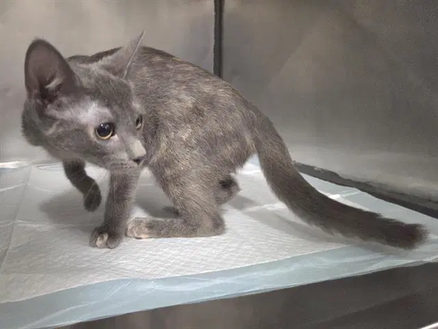 Lily - Domestic Short Hair
