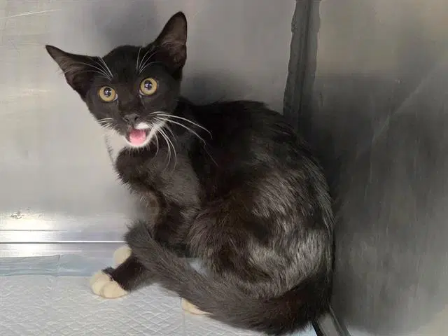 Barney - Domestic Short Hair