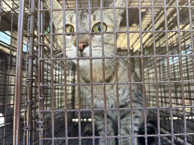 Alix - Domestic Short Hair