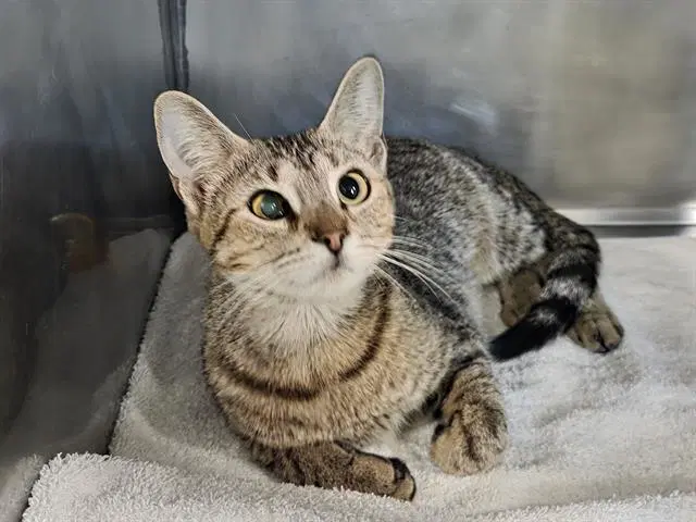 Alix - Domestic Short Hair