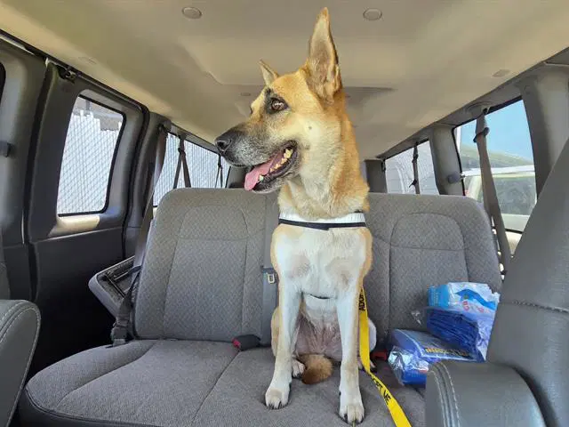 Olivia - German Shepherd Dog