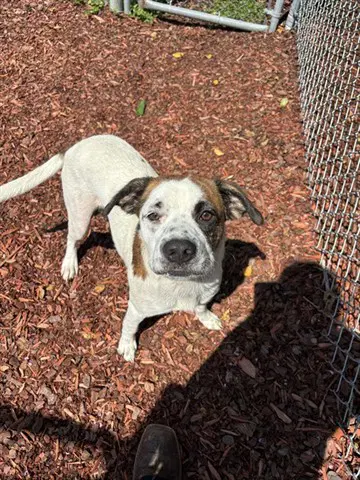 Jesse James - Pit Bull Terrier