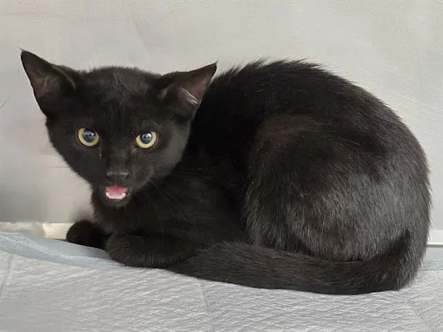 Zoey - Domestic Short Hair