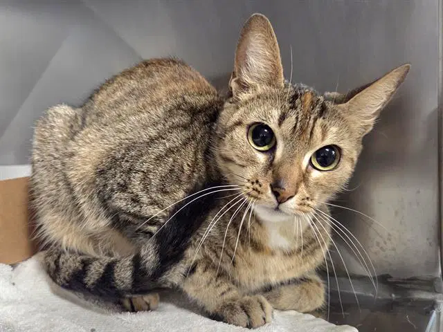Kit - Domestic Short Hair