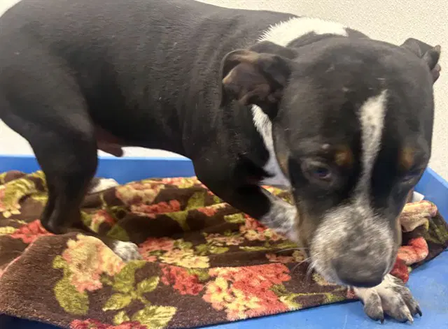 Oreo - Pit Bull Terrier