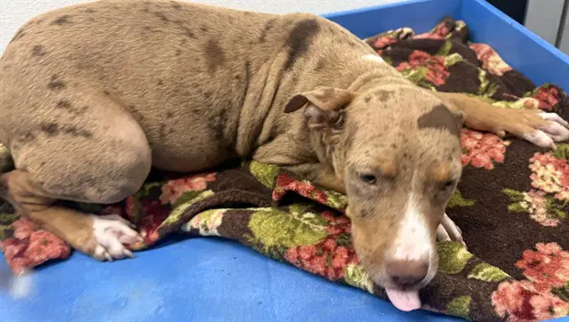Snickers - Pit Bull Terrier