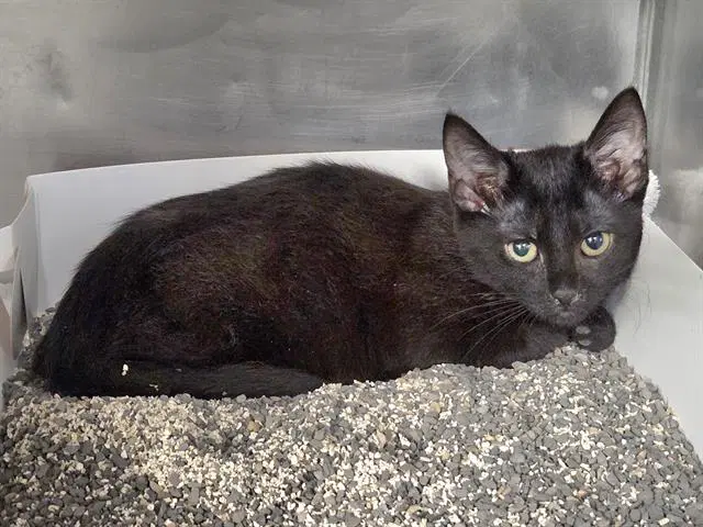 Poe - Domestic Short Hair